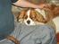 Cavalier king charles spaniel Max
