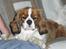 Cavalier king charles spaniel Max