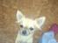Chihuahua Tilde