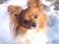 Papillon nikki