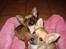 Chihuahua Coco