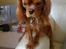 Cavalier king charles spaniel Cavalots Elvis - Elvis tigger det bedste han har lært!