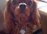 Cavalier king charles spaniel Cavalots Elvis