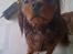 Cavalier king charles spaniel Cavalots Elvis - Elvis er den største vandhund. 