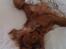 Cavalier king charles spaniel Cavalots Elvis - Puttehunden.