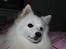 Japansk spids Aisuru Genki, "Coco" (2009-2020) - 16: Coco i sengen.