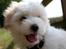 Coton de tulear Carlo Uno *Min bamse*