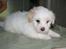 Coton de tulear Carlo Uno *Min bamse*