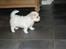 Coton de tulear Carlo Uno *Min bamse*