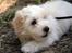 Coton de tulear Carlo Uno *Min bamse*