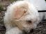 Coton de tulear Carlo Uno *Min bamse*