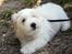 Coton de tulear Carlo Uno *Min bamse*