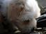 Coton de tulear Carlo Uno *Min bamse*