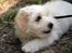 Coton de tulear Carlo Uno *Min bamse*