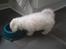 Coton de tulear Carlo Uno *Min bamse*