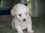 Coton de tulear Carlo Uno *Min bamse*