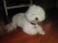Coton de tulear Carlo Uno *Min bamse*