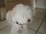 Coton de tulear Carlo Uno *Min bamse*