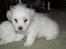 Coton de tulear Carlo Uno *Min bamse*