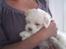Coton de tulear Carlo Uno *Min bamse*