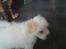 Coton de tulear Carlo Uno *Min bamse*
