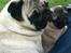 Mops Ozzy - Amiee og Ozzy. 