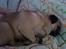 Mops Ozzy