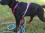 Rottweiler Daisy