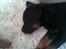 Rottweiler Daisy - Dette billede blev taget ca. 2 dage efter mig og min kæreste hentede hende(;
