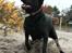 Labrador retriever Nynne ;-) - * Nyt * Oktober 2010