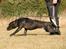 Cane corso Deva - over regnbuen - Af sti afsted