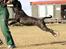 Cane corso Deva - over regnbuen - Haps