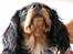 Cavalier king charles spaniel - Carla - 1 år - Uhh.. xP