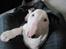 Bullterrier R.I.P Viggo 3.08.2010 - Dejligt at putte lidt