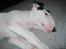 Bullterrier R.I.P Viggo 3.08.2010