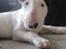 Bullterrier R.I.P Viggo 3.08.2010