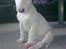 Bullterrier R.I.P Viggo 3.08.2010