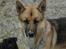 Blanding af racer Canto schæfer / malamute