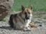 Blanding af racer Canto schæfer / malamute