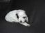 Australsk cattledog Amy 