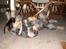 Australsk cattledog Amy 