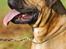 Bullmastiff Brak's On Slow Track