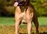 Bullmastiff Brak's On Slow Track