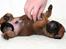 Bullmastiff Brak's On Slow Track