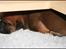 Bullmastiff Brak's On Slow Track