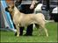 Bullmastiff Brak's On Slow Track - min mor Bonnie, Brak´s Nagako Kuni