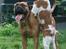 Bullmastiff Brak's On Slow Track - onslow og mickey