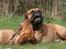Bullmastiff Brak's On Slow Track - onslow og diva