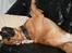Bullmastiff Brak's On Slow Track - bare onslow..mor´s dreng :o)