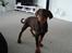 Dobermann Kejser *R.I.P*